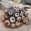 copiapoa_ahremephiana